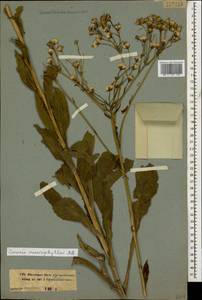 Senecio macrophyllus M. Bieb., Caucasus, Stavropol Krai, Karachay-Cherkessia & Kabardino-Balkaria (K1b) (Russia)