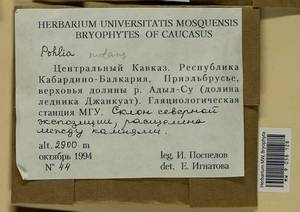 Pohlia nutans (Hedw.) Lindb., Bryophytes, Bryophytes - North Caucasus & Ciscaucasia (B12) (Russia)