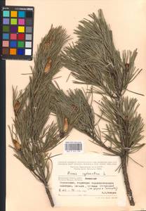 Pinus sylvestris L., Eastern Europe, Moscow region (E4a) (Russia)