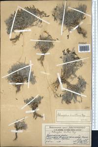 Astragalus dianthus Bunge, Middle Asia, Western Tian Shan & Karatau (M3) (Kazakhstan)