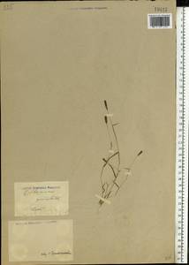 Alopecurus geniculatus L., Eastern Europe, Lower Volga region (E9) (Russia)