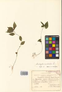 Acalypha australis L., Siberia, Russian Far East (S6) (Russia)