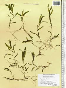 Potamogeton crispus L., Eastern Europe, Moscow region (E4a) (Russia)