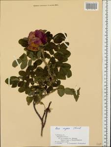 Rosa rugosa Thunb., Eastern Europe, Central forest-and-steppe region (E6) (Russia)