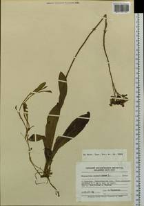 Pilosella aurantiaca subsp. aurantiaca, Siberia, Russian Far East (S6) (Russia)