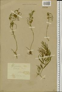 Cynanchum thesioides (Freyn) K. Schum., Siberia, Baikal & Transbaikal region (S4) (Russia)