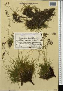 Gypsophila tenuifolia M. Bieb., Caucasus, Georgia (K4) (Georgia)