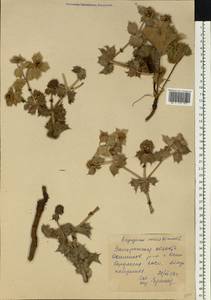 Eryngium maritimum L., Eastern Europe, South Ukrainian region (E12) (Ukraine)