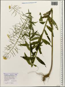 Erysimum aureum M.Bieb., Caucasus, Stavropol Krai, Karachay-Cherkessia & Kabardino-Balkaria (K1b) (Russia)