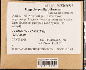 Hygrohypnella ochracea (Turner ex Wilson) Ignatov & Ignatova, Bryophytes, Bryophytes - Western Siberia (including Altai) (B15) (Russia)