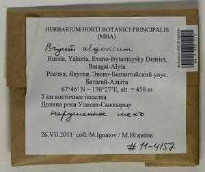 Ptychostomum compactum Hornsch., Bryophytes, Bryophytes - Yakutia (B19) (Russia)