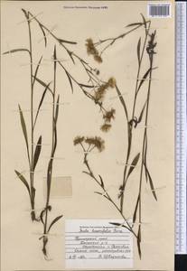 Inula linariifolia Turcz., Siberia, Russian Far East (S6) (Russia)