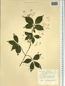 Euonymus sachalinensis (F. Schmidt) Maxim., Botanic gardens and arboreta (GARD) (Russia)