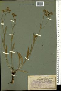 Bupleurum polyphyllum Ledeb., Caucasus, Georgia (K4) (Georgia)