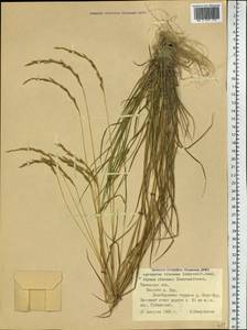 Elymus fibrosus (Schrenk) Tzvelev, Siberia, Western Siberia (S1) (Russia)