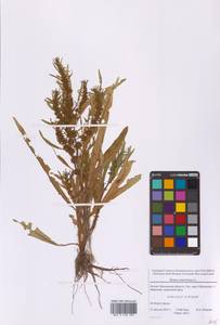 Rumex maritimus L., Eastern Europe, Moscow region (E4a) (Russia)