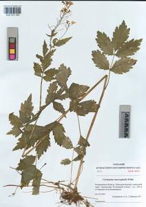 KUZ 005 426, Cardamine macrophylla Willd., Siberia, Altai & Sayany Mountains (S2) (Russia)