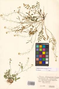 Rorippa brachycarpa (C.A.Mey.) Hayek, Eastern Europe, Lower Volga region (E9) (Russia)
