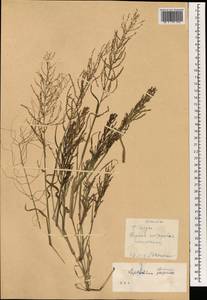 Leptochloa chinensis (L.) Nees, South Asia, South Asia (Asia outside ex-Soviet states and Mongolia) (ASIA) (China)
