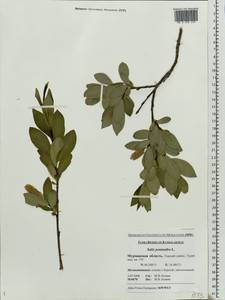 Salix pentandra L., Eastern Europe, Northern region (E1) (Russia)