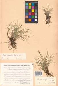 Carex rupestris All., Siberia, Chukotka & Kamchatka (S7) (Russia)