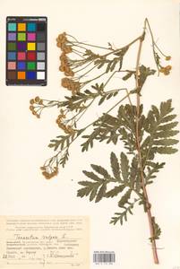 Tanacetum vulgare L., Eastern Europe, Northern region (E1) (Russia)