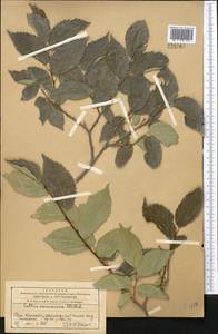 Celtis caucasica Willd., Middle Asia, Western Tian Shan & Karatau (M3) (Kazakhstan)