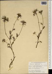 Artedia squamata L., South Asia, South Asia (Asia outside ex-Soviet states and Mongolia) (ASIA) (Turkey)