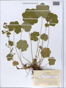 Alchemilla ventiana V. N. Tikhom., Eastern Europe, Middle Volga region (E8) (Russia)