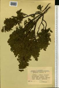 Juniperus communis L., Eastern Europe, Northern region (E1) (Russia)