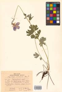 Aquilegia flabellata Siebold & Zucc., Siberia, Russian Far East (S6) (Russia)