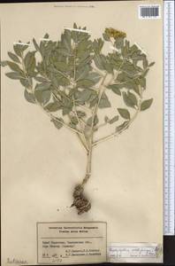 Haplophyllum acutifolium (DC.) G. Don, Middle Asia, Syr-Darian deserts & Kyzylkum (M7) (Kazakhstan)