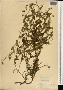 Calendula arvensis L., South Asia, South Asia (Asia outside ex-Soviet states and Mongolia) (ASIA) (Turkey)