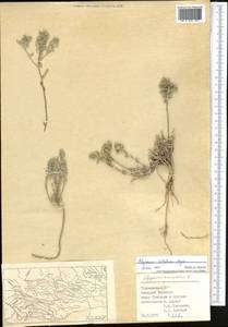 Odontarrhena inflata (Nyár.) D. A. German, Middle Asia, Kopet Dag, Badkhyz, Small & Great Balkhan (M1) (Turkmenistan)