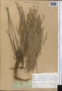 Artemisia compacta Fisch. ex Besser, Middle Asia, Western Tian Shan & Karatau (M3) (Kyrgyzstan)