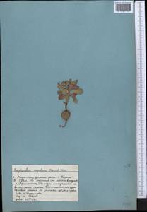 Euphorbia rapulum Kar. & Kir., Middle Asia, Western Tian Shan & Karatau (M3) (Kazakhstan)