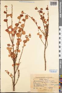 Betula nana L., Eastern Europe, Northern region (E1) (Russia)