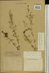 Silene baschkirorum Janisch., Eastern Europe, Eastern region (E10) (Russia)