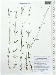 Epilobium davuricum Fisch. ex Hornem., Eastern Europe, Northern region (E1) (Russia)