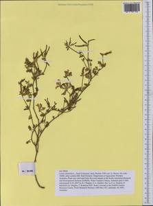 Lotus cytisoides L., Western Europe (EUR) (Italy)