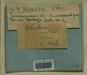 Helodium blandowii (F. Weber & D. Mohr) Warnst., Bryophytes, Bryophytes - Baikal & Transbaikal regions (B18) (Russia)