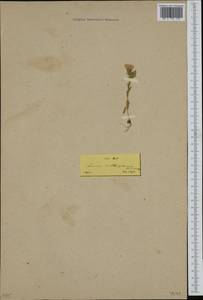 Linum pubescens subsp. sibthorpianum (Margot & Reuter) P. H. Davis, Western Europe (EUR) (Greece)