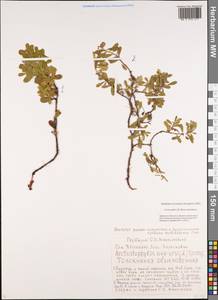 Arctostaphylos uva-ursi (L.) Spreng., Siberia, Yakutia (S5) (Russia)