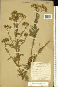 Jacobaea erucifolia subsp. grandidentata (Ledeb.) V. V. Fateryga & Fateryga, Eastern Europe, Rostov Oblast (E12a) (Russia)