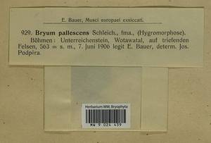 Ptychostomum pallescens (Schleich. ex Schwägr.) J.R. Spence, Bryophytes, Bryophytes - Western Europe (BEu) (Czech Republic)