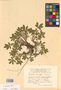 Potentilla cinerea subsp. incana (G. Gaertn., B. Mey. & Scherb.) Asch., Eastern Europe, Lithuania (E2a) (Lithuania)