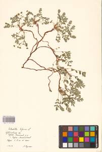 Sibbaldianthe bifurca (L.) Kurtto & T. Erikss., Eastern Europe, Middle Volga region (E8) (Russia)