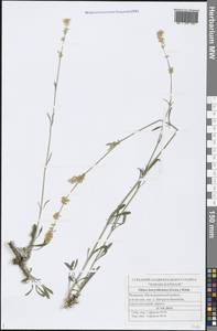 Silene borysthenica (Gruner) Walters, Eastern Europe, Middle Volga region (E8) (Russia)