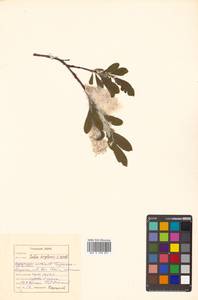 Salix krylovii E. L. Wolf, Siberia, Russian Far East (S6) (Russia)