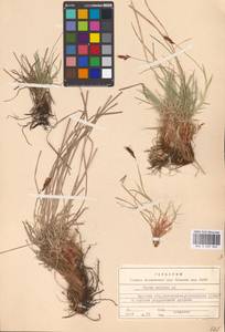 Carex montana L., Eastern Europe, Central forest-and-steppe region (E6) (Russia)